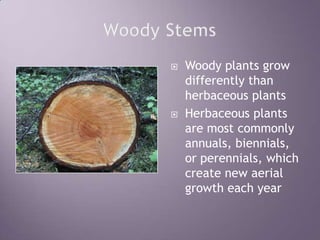 Woody StemsWoody plants grow differently than herbaceous plantsHerbaceous plants are most commonly annuals, biennials, or perennials, which create new aerial growth each year