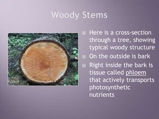 Woody StemsHere is a cross-section through a tree, showing typical woody structureOn the outside is barkRight inside the bark is tissue called phloem that actively transports photosynthetic nutrients
