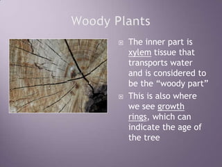 Woody PlantsThe inner part is xylem tissue that transports water and is considered to be the “woody part”This is also where we see growth rings, which can indicate the age of the tree 