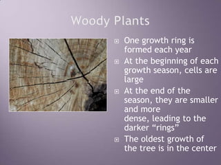 Woody PlantsOne growth ring is formed each yearAt the beginning of each growth season, cells are largeAt the end of the season, they are smaller and more dense, leading to the darker “rings”The oldest growth of the tree is in the center