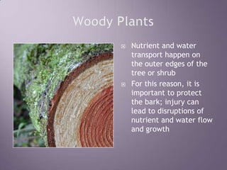 Woody PlantsNutrient and water transport happen on the outer edges of the tree or shrubFor this reason, it is important to protect the bark; injury can lead to disruptions of nutrient and water flow and growth
