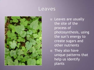 LeavesLeaves are usually the site of the process of photosynthesis, using the sun’s energy to create sugars and other nutrientsThey also have unique patterns that help us identify plants
