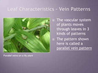 Leaf Characteristics – Vein PatternsThe vascular system of plants moves through leaves in 3 kinds of patternsThe pattern shown here is called a parallel vein patternParallel veins on a lily plant