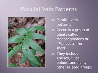 Parallel Vein PatternsParallel vein patterns Occur in a group of plants called Monocotyledons or “Monocots” for shortThey include grasses, lilies, onions, and many other related groups