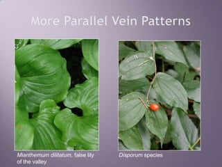 More Parallel Vein PatternsMianthemum dilitatum, false lily of the valleyDisporum species