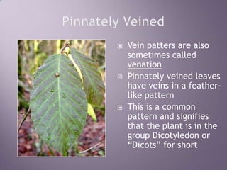 Pinnately VeinedVein patters are also  sometimes called venationPinnatelyveined leaves have veins in a feather-like patternThis is a common pattern and signifies that the plant is in the group Dicotyledon or “Dicots” for short