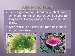 Algae and FungiSome algae are considered to be plants and some are not--fungi now reside in a separate Kingdom but many people think of them as plantsBoth reproduce using some form of spore or similar structure