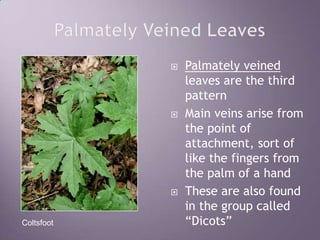 Palmately Veined LeavesPalmately veined leaves are the third patternMain veins arise from the point of attachment, sort of like the fingers from the palm of a handThese are also found in the group called “Dicots”Coltsfoot