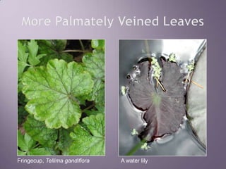 More PalmatelyVeined LeavesFringecup, Tellima gandifloraA water lily