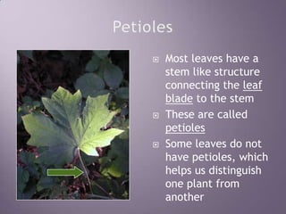 PetiolesMost leaves have a stem like structure connecting the leaf blade to the stemThese are called petiolesSome leaves do not have petioles, which helps us distinguish one plant from another