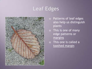 Leaf EdgesPatterns of leaf edges also help us distinguish plantsThis is one of many edge patterns or marginsThis one is called a toothed margin