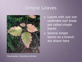Simple LeavesLeaves with just one undivided leaf blade are called simple leavesSeveral simple leaves on a branch are shown hereOceanspray, Holodiscus discolor