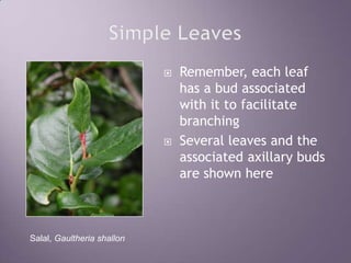 Simple LeavesRemember, each leaf has a bud associated with it to facilitate branchingSeveral leaves and the associated axillary buds are shown hereSalal, Gaultheria shallon
