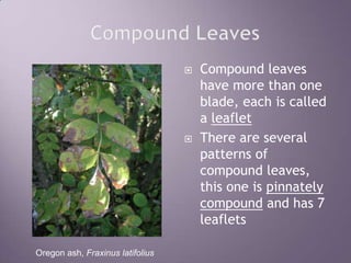 Compound LeavesCompound leaves have more than one blade, each is called a leafletThere are several patterns of compound leaves, this one is pinnately compound and has 7 leafletsOregon ash, Fraxinus latifolius