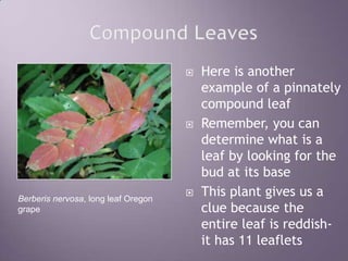 Compound LeavesHere is another example of a pinnately compound leafRemember, you can determine what is a leaf by looking for the bud at its baseThis plant gives us a clue because the entire leaf is reddish- it has 11 leafletsBerberis nervosa, long leaf Oregon grape