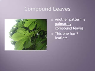 Compound LeavesAnother pattern is palmately compound leavesThis one has 7 leaflets