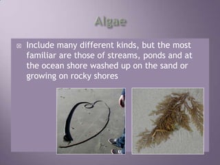 AlgaeInclude many different kinds, but the most familiar are those of streams, ponds and at the ocean shore washed up on the sand or growing on rocky shores