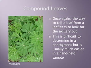 Compound LeavesOnce again, the way to tell a leaf from a leaflet is to look for the axillary budThis is difficult to determine in a photographs but is usually much easier in a hand-held sampleWild lupine