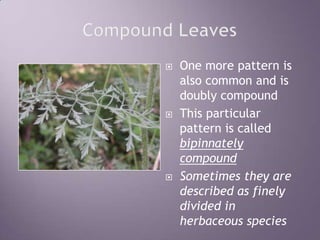 Compound LeavesOne more pattern is also common and is doubly compoundThis particular pattern is called bipinnately compoundSometimes they are described as finely divided in herbaceous species