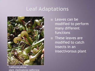 Leaf AdaptationsLeaves can be modified to perform many different functionsThese leaves are modified to catch insects in an insectivorous plantCalifornia pitcher plant, Darlingtoniacalifornica