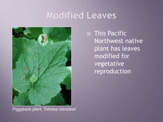 Modified LeavesThis Pacific Northwest native plant has leaves modified for vegetative reproductionPiggyback plant, Tolmiea menziesii