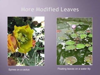 More Modified LeavesFloating leaves on a water lilySpines on a cactus
