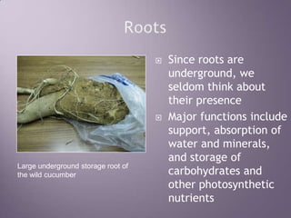 RootsSince roots are underground, we seldom think about their presenceMajor functions include support, absorption of water and minerals, and storage of carbohydrates and other photosynthetic nutrientsLarge underground storage root of the wild cucumber