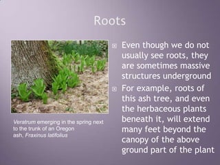 RootsEven though we do not usually see roots, they are sometimes massive structures undergroundFor example, roots of this ash tree, and even the herbaceous plants  beneath it, will extend many feet beyond the canopy of the above ground part of the plantVeratrum emerging in the spring next to the trunk of an Oregon ash, Fraxinus latifolius