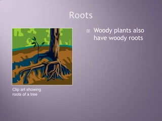 RootsWoody plants also have woody rootsClip art showing roots of a tree