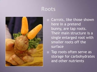 RootsCarrots, like those shown here in a pretend bunny, are tap roots.  Their main structure is a single enlarged root with smaller roots off the surfaceTap roots often serve as storage for carbohydrates and other nutrients