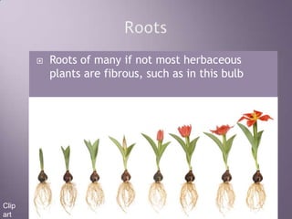 RootsRoots of many if not most herbaceous plants are fibrous, such as in this bulbClip art