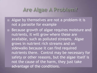 Are Algae A Problem?Algae by themselves are not a problem-it is not a parasite for exampleBecause growth of algae requires moisture and nutrients, it will grow where these are available, such as polluted streams.  Algae grows in nutrient rich streams and on sidewalks because it can find required nutrients there.  Control may be necessary for safety or other reasons, but the algae itself is not the cause of the harm, they just take advantage of the conditions.