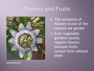 Flowers and FruitsThe existence of flowers is one of the reasons we gardenEven vegetable gardens usually require flowers because fruits cannot form without thempassionflower
