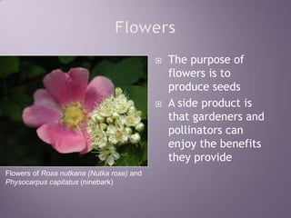 FlowersThe purpose of flowers is to produce seedsA side product is that gardeners and pollinators can enjoy the benefits they provideFlowers of Rosa nutkana (Nutka rose) and Physocarpus capitatus (ninebark)