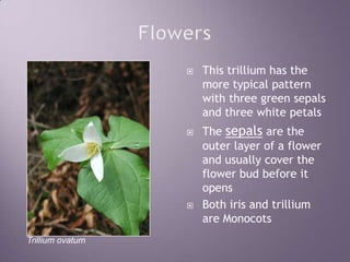 FlowersThis trillium has the more typical pattern with three green sepals and three white petalsThe sepals are the outer layer of a flower and usually cover the flower bud before it opensBoth iris and trillium are MonocotsTrillium ovatum