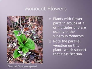 Monocot FlowersPlants with flower parts in groups of 3 or multiples of 3 are usually in the subgroup MonocotsNote the parallel venation on this plant, which support that classificationSlinkpod, Scoliopus bigelovii