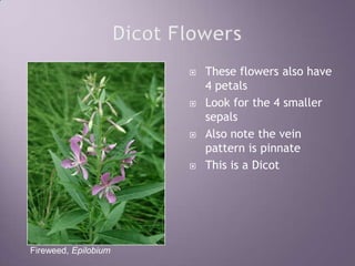 Dicot FlowersThese flowers also have 4 petalsLook for the 4 smaller sepalsAlso note the vein pattern is pinnateThis is a DicotFireweed, Epilobium
