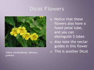 Dicot FlowersNotice that these flowers also have a fused petal tube, and you can distinguish 5 lobesAlso note the nectar guides in this flowerThis is another DicotYellow monkeyflower, Mimulus guttatus
