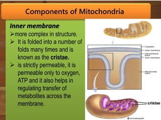 Cellular Respiration | PPTX