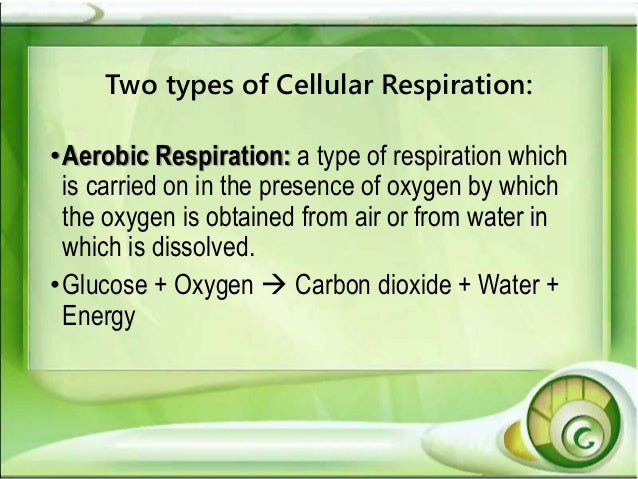Cellular Respiration