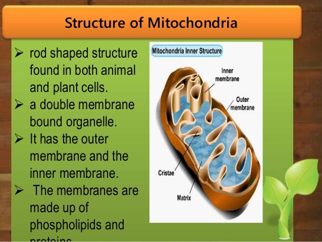 Cellular Respiration