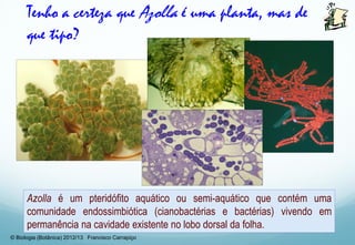Azolla é um pteridófito aquático ou semi-aquático que contém uma
comunidade endossimbiótica (cianobactérias e bactérias) vivendo em
permanência na cavidade existente no lobo dorsal da folha.
Tenho a certeza que Azolla é uma planta, mas de
que tipo?
© Biologia (Botânica) 2012/13 Francisco Carrapiço
 