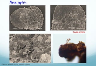 Azolla arctica
Nova espécie
© Biologia (Botânica) 2012/13 Francisco Carrapiço
 