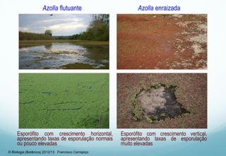 Azolla flutuante Azolla enraizada
Esporófito com crescimento vertical,
apresentando taxas de esporulação
muito elevadas
Esporófito com crescimento horizontal,
apresentando taxas de esporulação normais
ou pouco elevadas
© Biologia (Botânica) 2012/13 Francisco Carrapiço
 