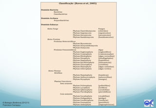 © Biologia (Botânica) 2012/13
Francisco Carrapiço
 