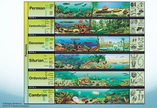 © Biologia (Botânica)
2012/13 Francisco Carrapiço
 