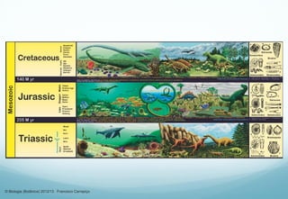© Biologia (Botânica) 2012/13 Francisco Carrapiço
 