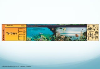 © Biologia (Botânica) 2012/13 Francisco Carrapiço
 