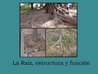 Raiz Rind BOTClase 03_Raíz-Anatomía&Función rjodfkjdopfkpdff | PPTX