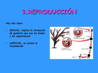 3.REPRODUCCIÓN
Hay dos tipos:
o

SEXUAL: implica la formación
de gametos que son los óvulos
y los espermacios

o

ASEXUAL: no existe la
fecundación

 